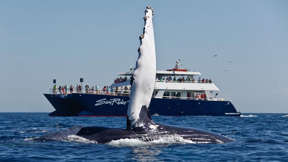 Los Cabos Whale Watching Brunch Cruise