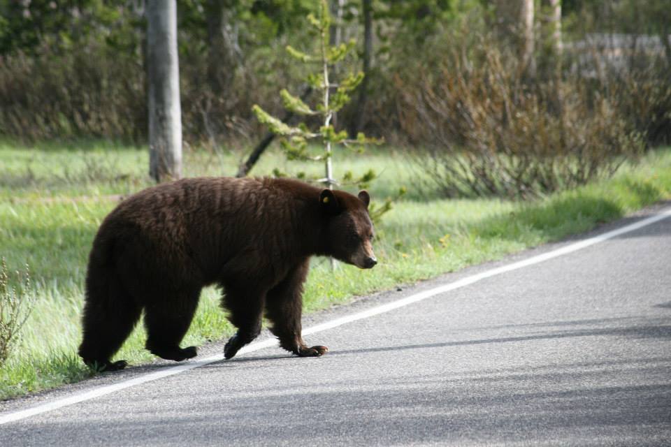 Yellowstone Full-Day Guided Tour - from West Yellowstone
