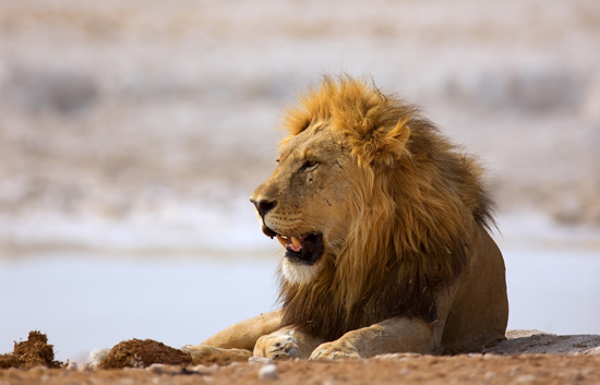 8 Days Etosha, Sossusvlei with a Taste of Swakopmund