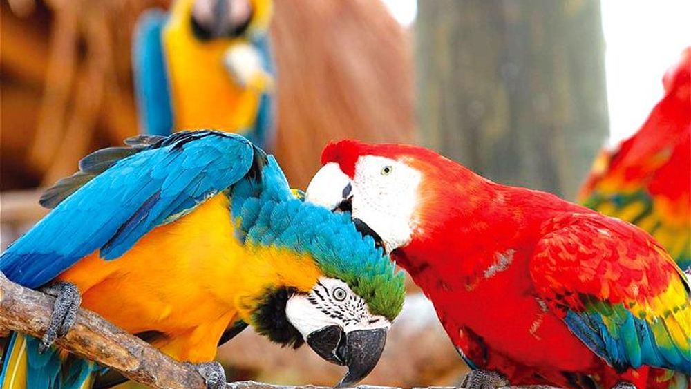 National Aviary of Colombia and Baru Island from Cartagena