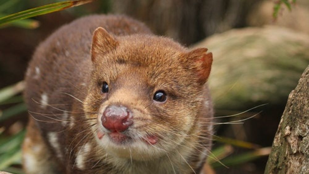 Bonorong Wildlife Sanctuary - General Admission