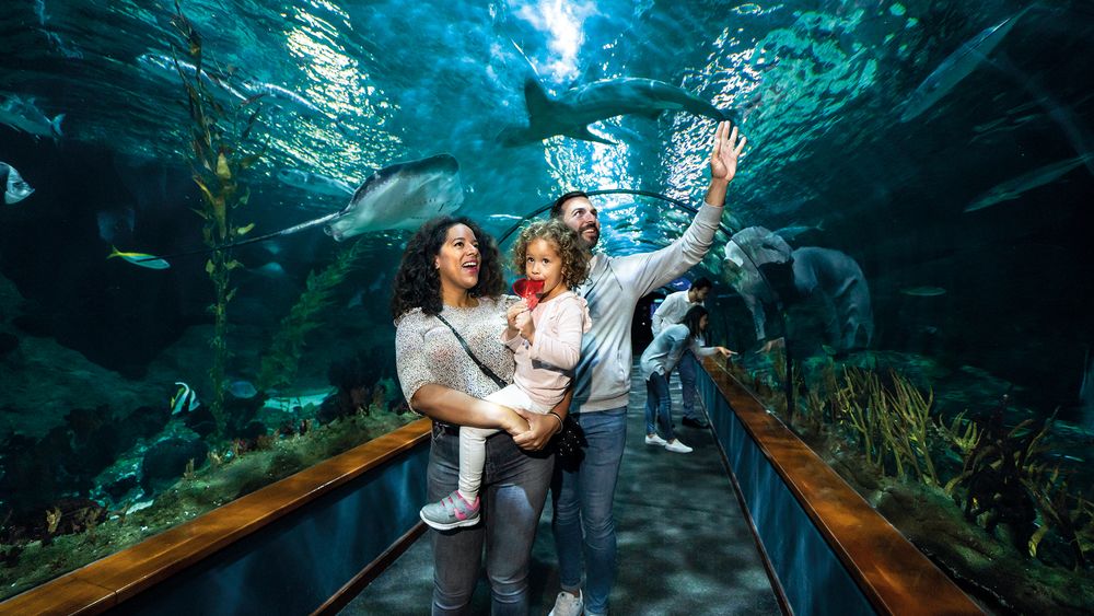 Loro Parque: Entry Ticket