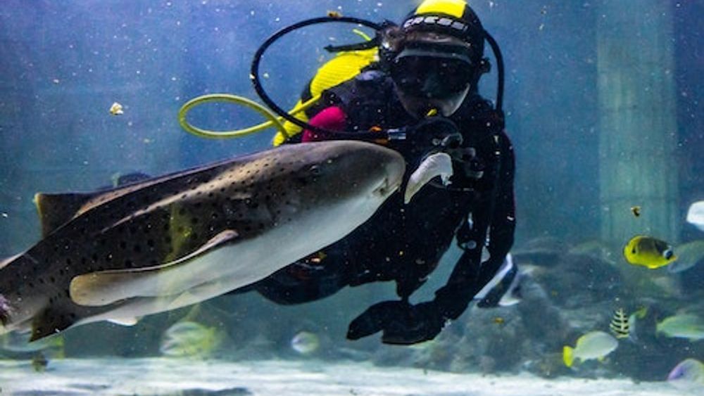 SEA LIFE Porto: Entry Ticket