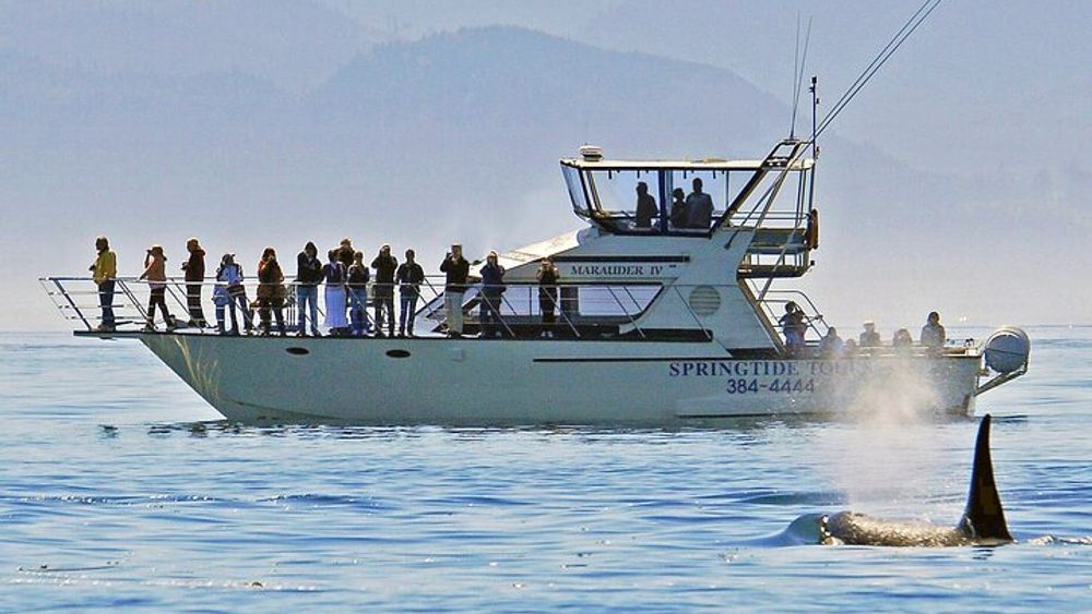 Victoria Whale Watch Tour