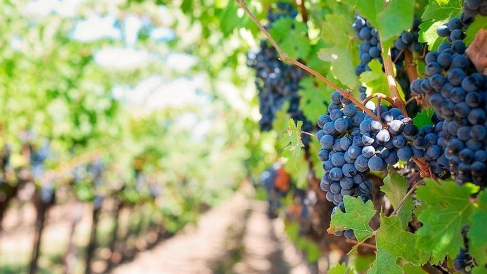 Tenerife Canary Islands Gastronomy Tour with 4-Course Lunch
