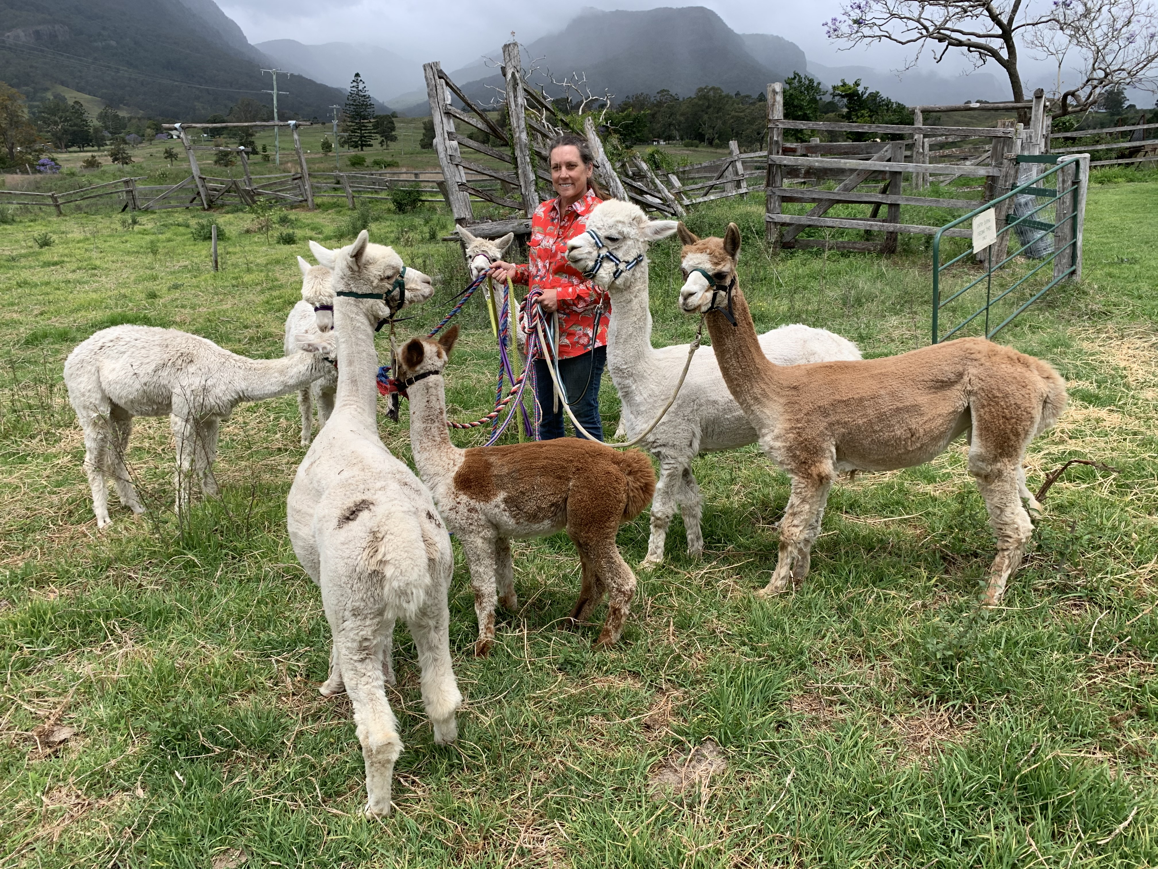 Alpaca Walks