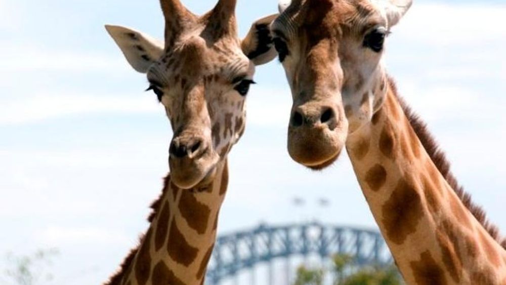 Sydney Harbour Ferry with Taronga Zoo Entry Ticket