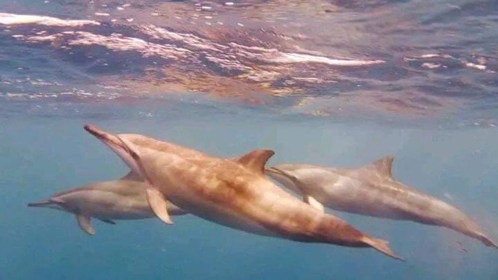 Exciting Dolphin encounters in the Maurtius's lagoon