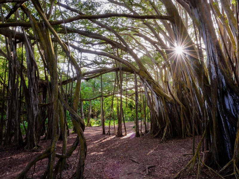 Oahu Circle Island Sunrise Tour
