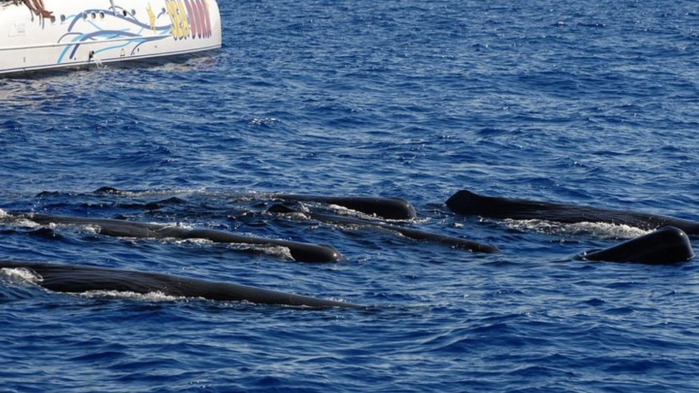 Funchal Dolphin and Whale Watching Catamaran Trip