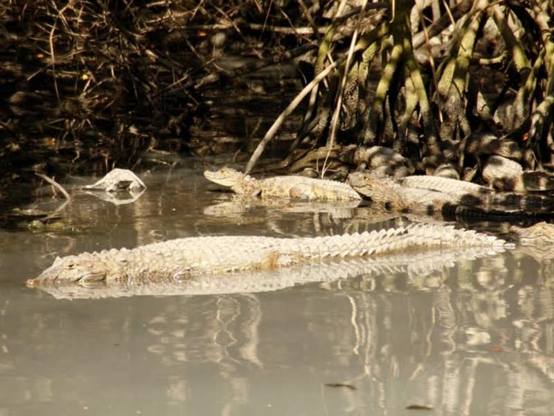 Pantanal Carioca