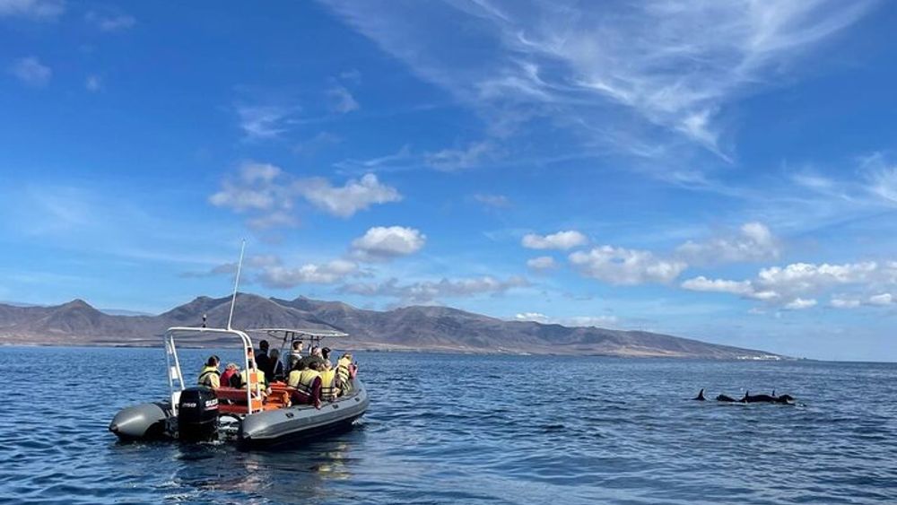 Small-group whale and dolphin watching tour in Fuerteventura