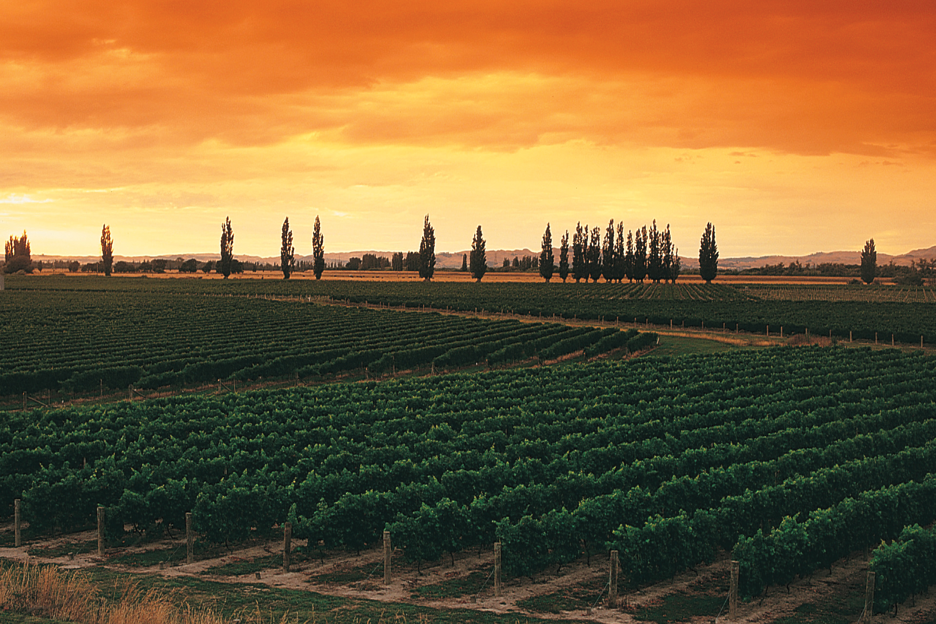 Twilight Odyssey - Hawke's Bay