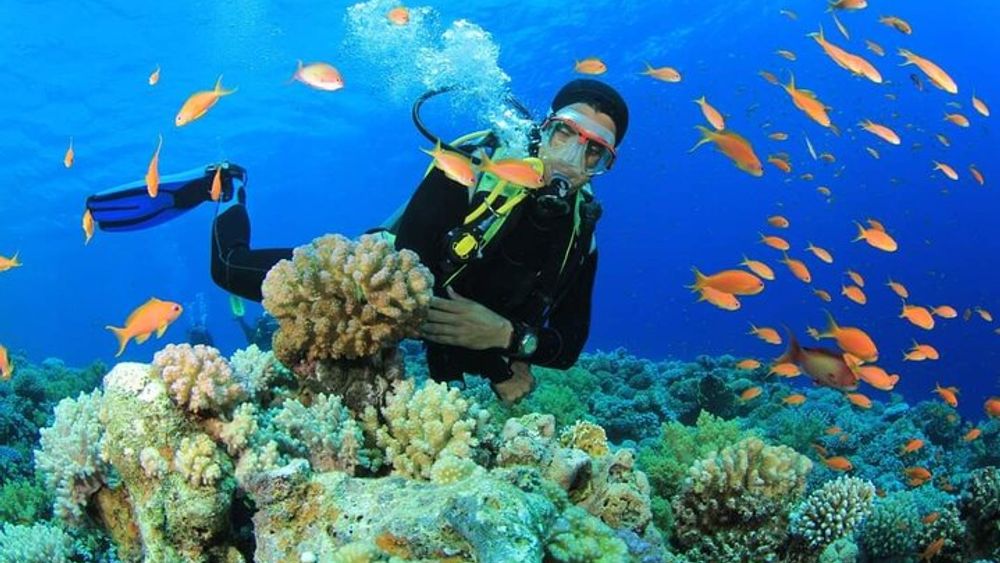 Ras Mohammed National Park Small-Group Snorkeling with Lunch