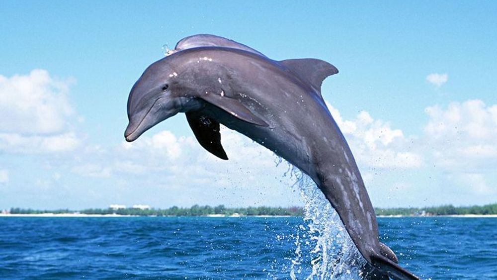 Bali Dolphin Tour with Gitgit Waterfall and Ulundanu Beratan