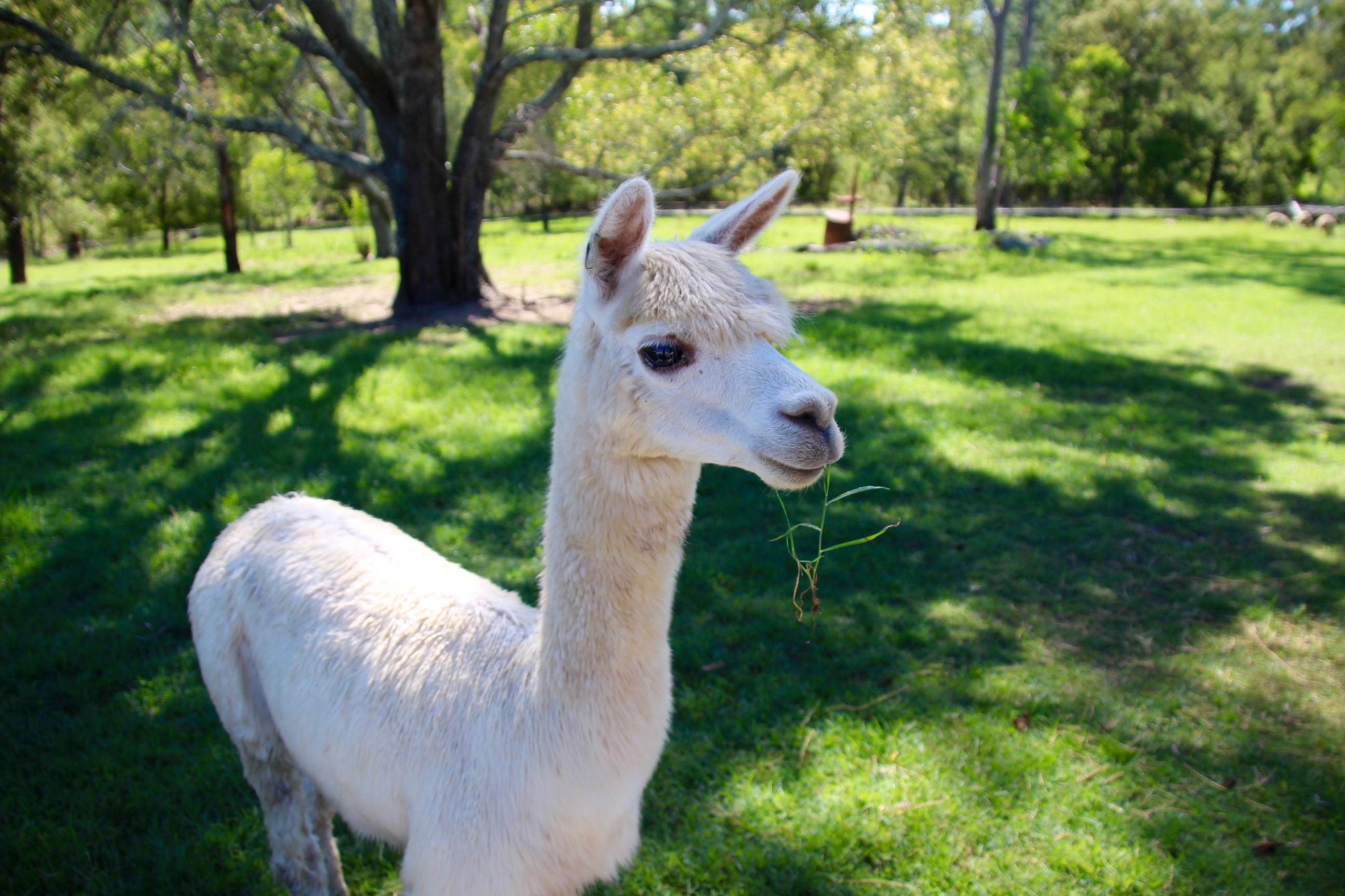 1hr Personal Animal Tour