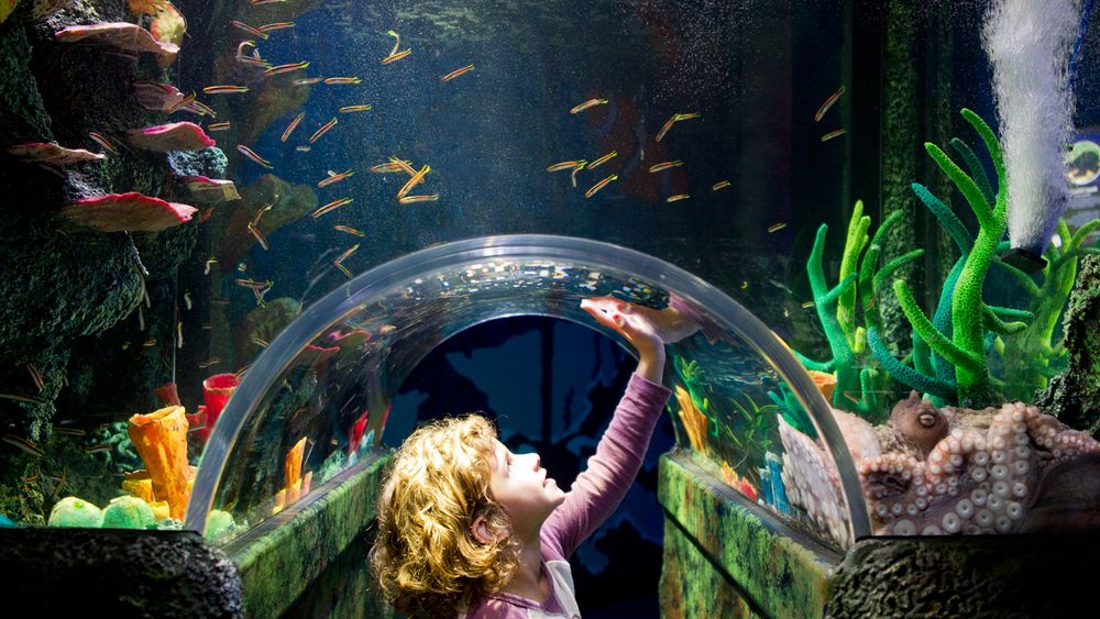SEA LIFE Sydney: Entry Ticket