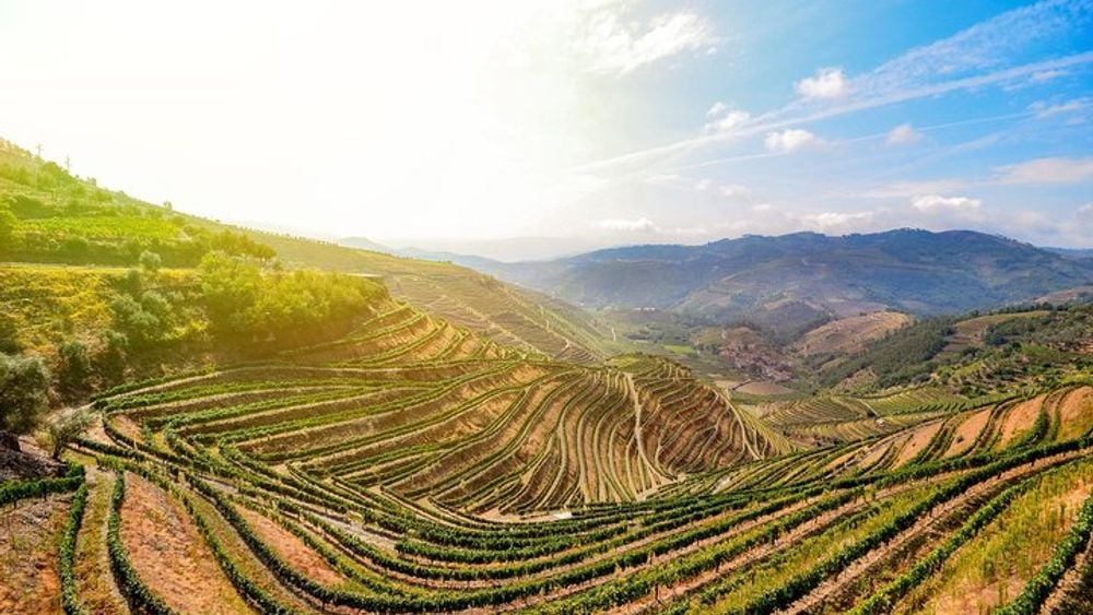 Douro Winery Tour with Cruise and Lunch from Peso da Regua