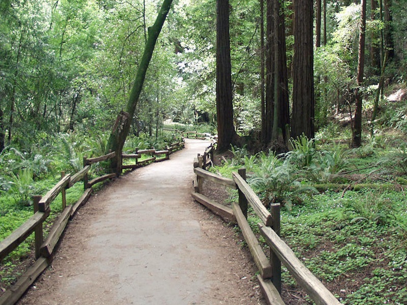 San Francisco Muir Woods National Monument Tour
