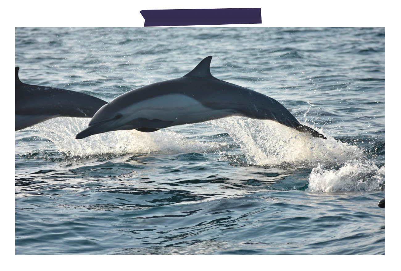 Dolphin Watching