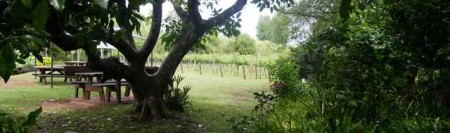 Mt Tamborine Winery Tour With Pineapple Tours