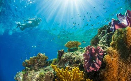 Diving and Snorkelling Gift Vouchers  Certificates