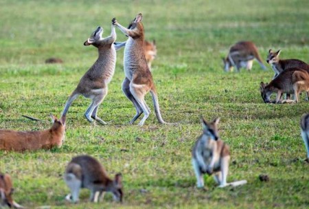 The Best Australian Gift Ideas A Comprehensive Guide