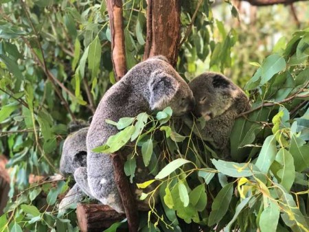 Day Out at Lone Pine Koala Sanctuary in Brisbane